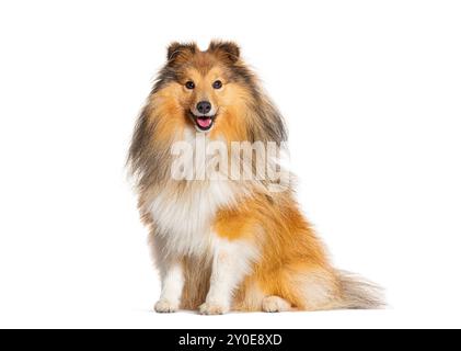 Glücklich sitzende Sheltie, die keucht, isoliert auf weiß Stockfoto