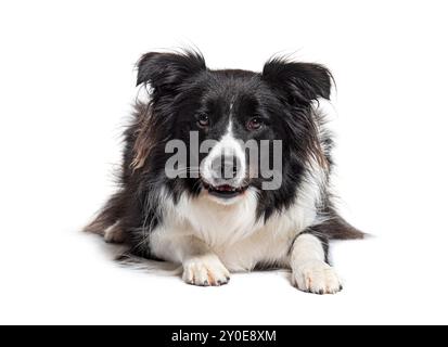 Border Collie liegend mit dem Gesicht nach unten und schaute auf die Kamera, isoliert auf weiß Stockfoto