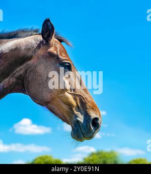 Seitlicher Kopfschuss eines braunen Pferdeschengstes vor blauem Himmel. Porträt des Pferdes im Profil Stockfoto