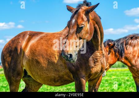 Traurige braune Erwachsene Stute, weißer Fleck auf der Stirn, nach unten blickend. Hält die Ohren an den Seiten. Emotionen von Tieren. Stockfoto