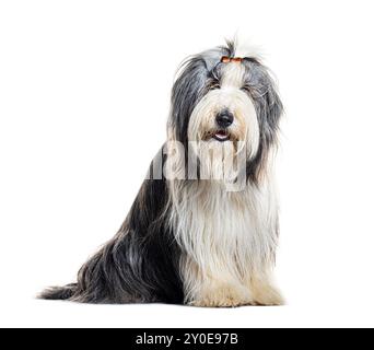 Gepflegter Bärtiger Collie mit Haarspange, sitzend, isoliert auf weiß Stockfoto