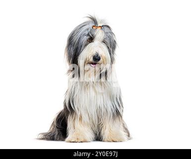 Gepflegter Bärtiger Collie mit Haarspange, sitzend, isoliert auf weiß Stockfoto