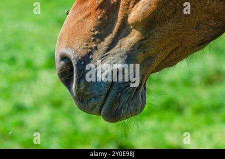 Pferdeschnase und Lippen-Nahaufnahme. Ein Teil des Gesichts des Pferdes auf einem unscharfen grünen Hintergrund. Die Liebe zu Pferden Stockfoto