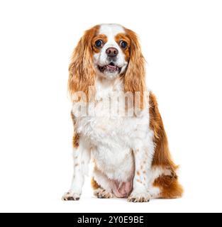 Kavalier König Charles Spaniel, isoliert auf weiß Stockfoto