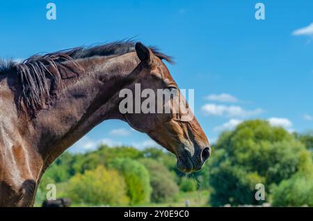 Seitlicher Kopfschuss eines braunen Pferdeschengstes vor blauem Himmel. Porträt des Pferdes im Profil Stockfoto