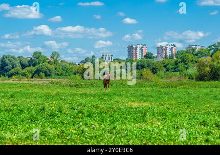 Fernblick auf braunes Pferd mit weißem Fleck auf der Stirn auf der Wiese vor den Hochhäusern der Stadt Stockfoto