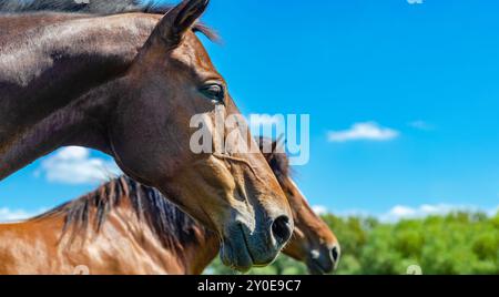 Seitlicher Kopfschuss eines braunen Pferdeschengstes vor blauem Himmel. Porträt des Pferdes im Profil Stockfoto