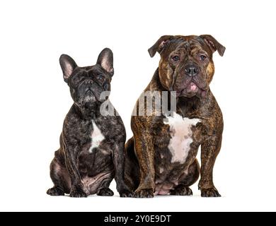 Französischer Bulldog und amerikanischer Tyrann, isoliert auf weiß Stockfoto