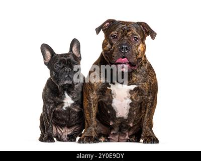 Französischer Bulldog und amerikanischer Tyrann, isoliert auf weiß Stockfoto