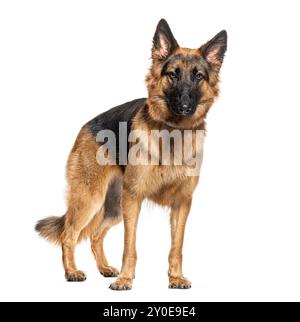 Stehender Schäferhund, isoliert auf weiß Stockfoto