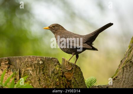 Weibliche Amsel (Turdus merula) auf Baumstumpf, gefangen im Wald unter bedeckter Beleuchtung im RSPB Loch Leven Naturschutzgebiet, Schottland Stockfoto