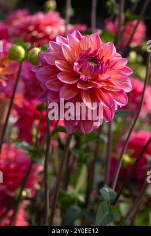 Nahaufnahme der Blumen von Dahlia 'große Stille' in einem Garten im Spätsommer Stockfoto