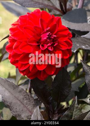 Nahaufnahme der Blume von Dahlia „Feuerberg“ in einem Garten im Spätsommer Stockfoto