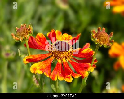 Nahaufnahme der Blume von Helenium 'Waltraut' in einem Garten im Spätsommer Stockfoto