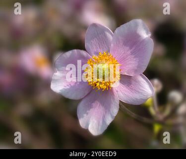 Nahaufnahme einer einzigen Blume der japanischen Anemone (Anemone x hybrida 'Königin Charlotte') in einem Garten im Spätsommer Stockfoto