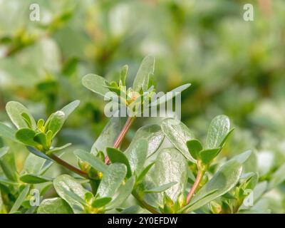 Portulaca oleracea, kleine Hogweed- oder Pursley-essbare Sukkulenten-Pflanze. Gemeine purpurgrüne Blätter und rötliche Stiele. Blattgemüse. Stockfoto