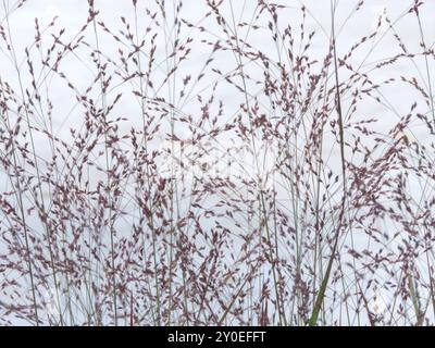 Panicum virgatum Ziergras-Panicle-Blütenstände. Die blühenden poaceae-Pflanzen stammen am graubewölkten Himmel. Grasblumen schweben im Stockfoto