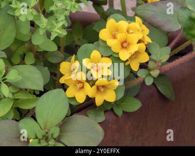 Lysimachia congestiflora blühende Pflanze in der Familie der Kerzen. Goldene Globen haben leuchtend gelbe Blüten mit einem roten Auge. Schleichende Jenny Stockfoto