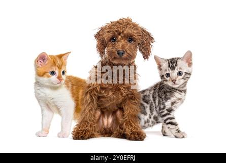 Brauner Welpe sitzt mit einem Ingwerkätzchen und einem silbernen bengalischen Kätzchen auf jeder Seite auf weißem Hintergrund Stockfoto