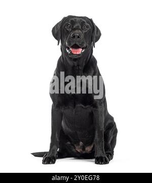 Schwarzer Labrador sitzend, isoliert auf weiß Stockfoto