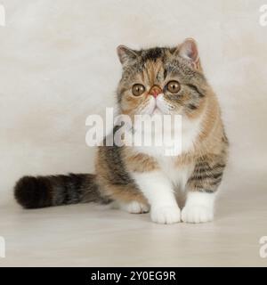 Schöne exotische Kurzhaarkatze liegt auf hellem Hintergrund des Ateliers. Farbe Schildpatt mit weiß Stockfoto