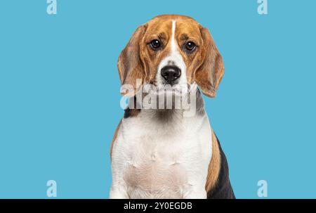 Kopfporträt eines erwachsenen Beagle, der die Kamera vor blauem Hintergrund betrachtet Stockfoto