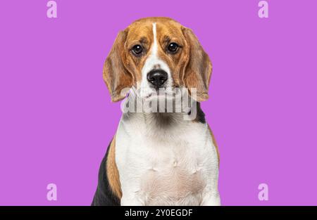 Kopfporträt eines erwachsenen Beagle, der vor rosafarbenem Hintergrund auf die Kamera blickt Stockfoto