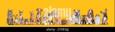 Gruppe von Katzen und Hunden isoliert auf orangem Hintergrund. Banner. Neu Erstellt Stockfoto