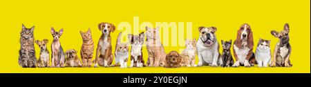 Gruppe von Katzen und Hunden isoliert auf gelbem Hintergrund, Banner. Neu Erstellt. Stockfoto