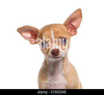 Kopf heiß von einem kleinen kurzhaarigen Chihuahua Welpen, Hündchen, 3 Monate alt, isoliert auf weiß Stockfoto