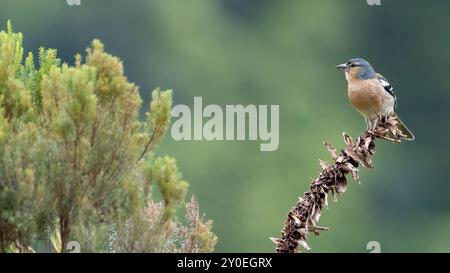 Azoren Chaffinch Stockfoto