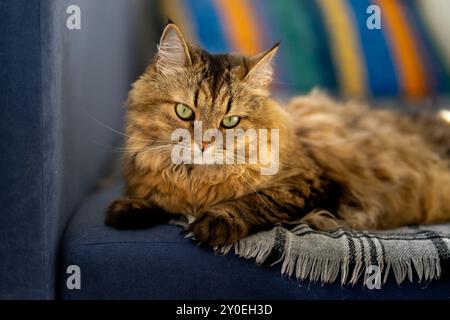 Flauschige Hauskatze mit grünen Augen auf einem blauen Sofa. Stockfoto
