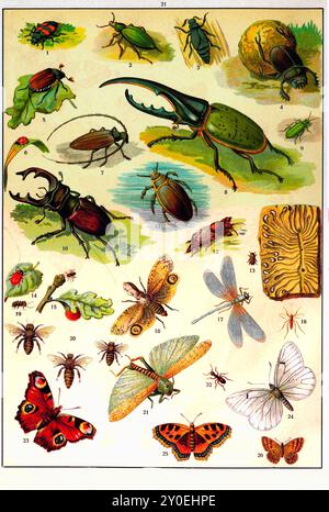 Tierreich. Vintage-Farbillustration von Insekten. Russisches Reich. 1890-1910 1. Grabkäfer 2. Bodenkäfer 3. Europäischer Ölkäfer 4. Copris 5. Mai Käfer 6. Marienkäfer 7. Longhorn-Käfer 8. Herkules Käfer 9. Spanish Fly 10. Europäischer Hirschkäfer, großer Hirschkäfer 11. Trauerkäfer 12. Honigkäfer 13. Fichtenrindenkäfer 14. Blattkäfer 15. Сherry Gallwespe 16. Laternenfliege, Erdnusswanze, Erdnusskopflaterne, Alligatorwanze 17. Libelle 18. Mücke 19. Termite 20. Bee 21. Heuschrecke 22. Ant 23. Aglais io, europäischer Pfau, PfauenSchmetterling 24. Schwarz-geädert, weiß 25. Kleine Schildkröte Stockfoto