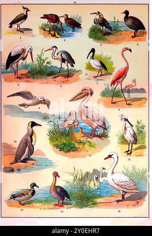 Tierreich. Illustration von Vögeln in Vintage-Farbe. Russisches Reich. 1890-1910 1. northern Lapwing, Peewit, Pewit, Tuit, Tewit, grüner Plover 2. Watvögel, Ufervögel 3. Ruff Bird 4. Gewöhnliches Moorhen, Wasserhähnchen oder Sumpfhähnchen 5. Storch 6. Heron 7. Ibis 8. Gull 9. Flamingo 10. Pinguin 11. Pelican 12. Sandpiper mit Löffelschnabel 13. Ente 14. Gans. 15. Schwan Stockfoto