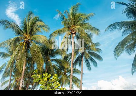 Kokospalmen, die sich gegen den klaren blauen Himmel am Patong Beach, Phuket Island, Thailand bewegen. Tropische Natur im Hintergrund Stockfoto