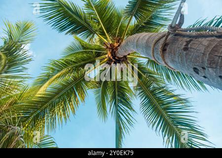 Flacher Blick auf die Kokospalme mit üppigen grünen Wedeln vor klarem blauem Himmel am Patong Beach, Phuket Island, Thailand. Tropische Natur im Hintergrund Stockfoto