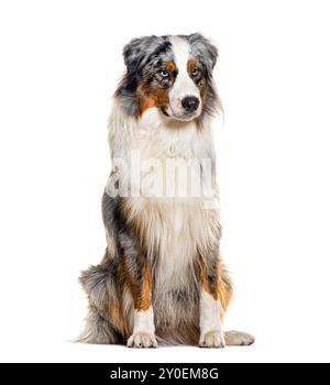 Red merle Australian Shepherd, isoliert auf weiß Stockfoto