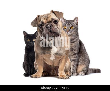 Die französische Bulldogge sitzt zwischen einem schwarzen und einem grauen Kätzchen auf weißem Hintergrund Stockfoto