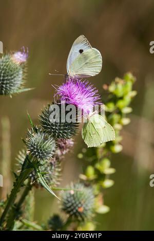 CIRSIUM VULGARE gewöhnliche Disteldistel mit einem gemeinsamen Schwefel und einem großen weißen Schmetterling Stockfoto