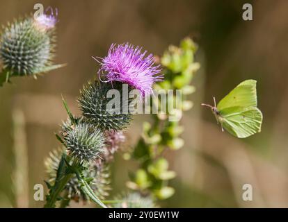 CIRSIUM VULGARE Gemeindedistel mit einem gemeinsamen Schwefel Stockfoto