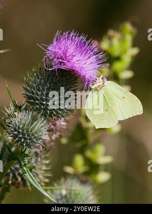 CIRSIUM VULGARE Gemeindedistel mit einem gemeinsamen Schwefel Stockfoto