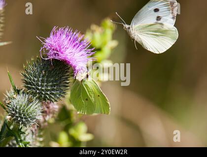 CIRSIUM VULGARE gewöhnliche Disteldistel mit einem gemeinsamen Schwefel und einem großen weißen Schmetterling Stockfoto