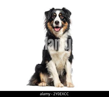 Black Tricolor Australian Shepherd, der den Mund aufstachelt und in die Kamera schaut, isoliert auf weiß Stockfoto