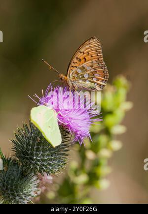 CIRSIUM VULGARE gewöhnliche Disteldistel mit einem gemeinsamen Schwefel und einem Schmetterling Stockfoto