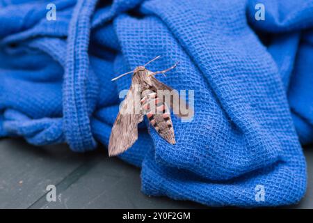 Konvolvulus-Falkmut (Agrius Convolvoli), erwachsenes Weibchen, das sich auf einem blauen Tuch bewegt. Stockfoto