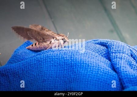 Konvolvulus Hawkmoth (Agrius Convolvoli), erwachsenes Weibchen, bewegliche und sich drehende Flügel auf einem blauen Tuch. Profil Hochformat. Stockfoto