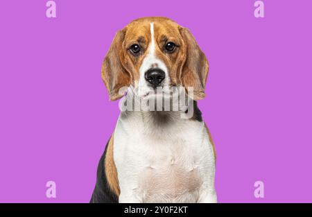 Kopfporträt eines erwachsenen Beagle, der vor rosafarbenem Hintergrund auf die Kamera blickt Stockfoto