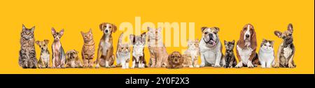 Gruppe von Katzen und Hunden isoliert auf orangem Hintergrund. Banner. Neu Erstellt Stockfoto