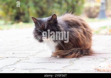 Obdachlose Katze, die auf einer Stadtstraße sitzt. Tier Stockfoto