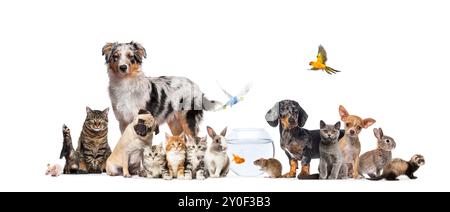 Gruppe von Haustieren, die Katzen und Hunde posieren; Hund, Katze, Frettchen, Kaninchen, Fische, Nagetiere, Kaninchen, isoliert auf weiß Stockfoto